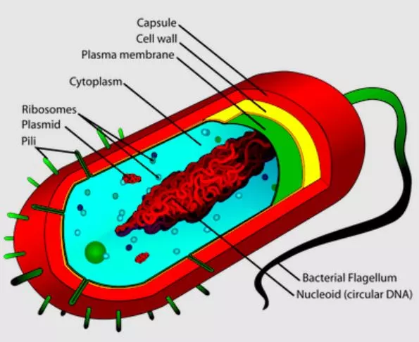 Why Do Prokaryotes Have a Nuclear Membrane and Eukaryotes Don't Have a Nucleus?