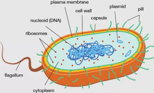 Do Prokaryotes Have Cytoplasm?