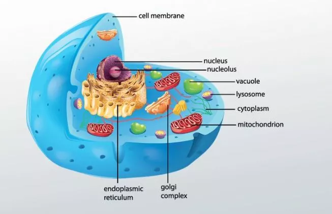 Do Prokaryotes Have Membrane Bound Organelles?