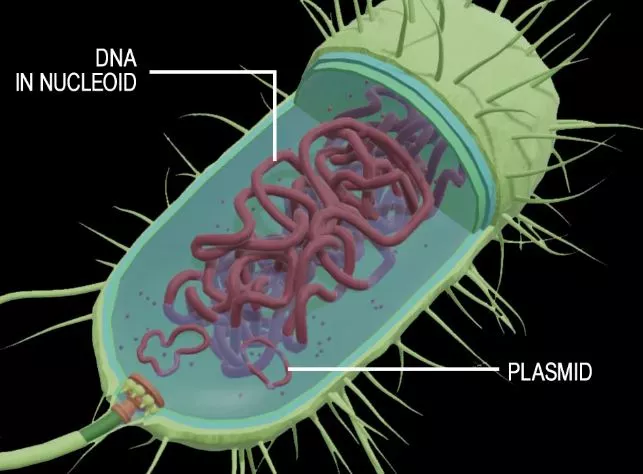 Do Prokaryotes Have Circular DNA?